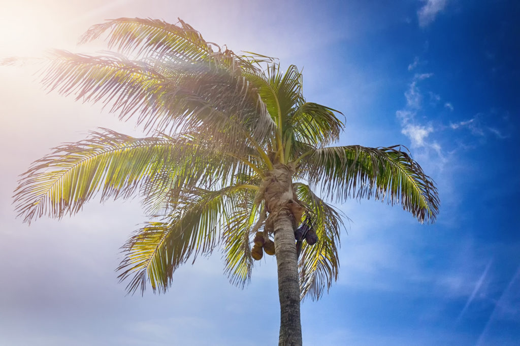 Cancun palm tree