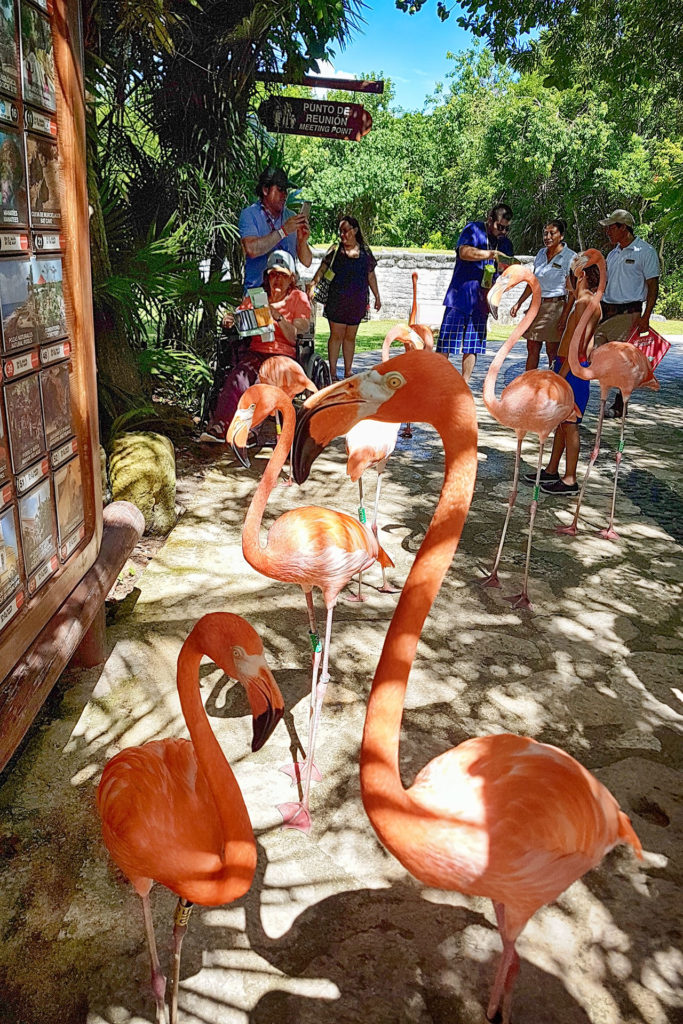 flamingos at xcaret